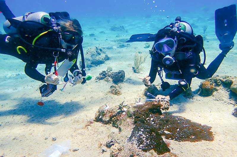 Taucher untersuchen Korallenriff in Mexiko
