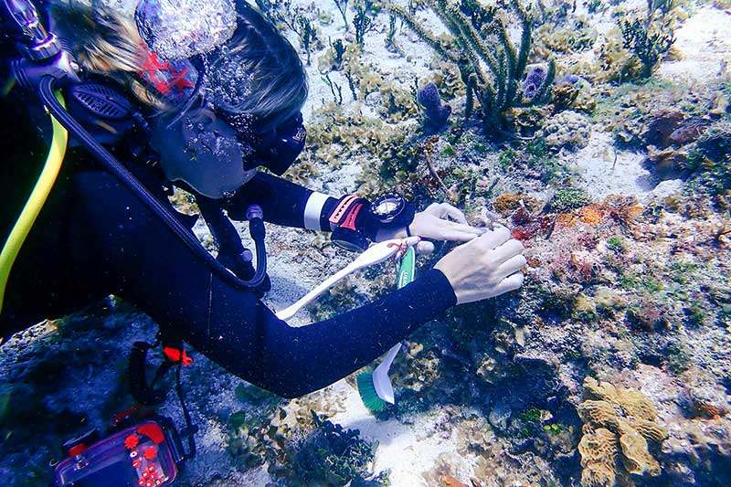 Taucher erforscht Korallenriff in Mexiko
