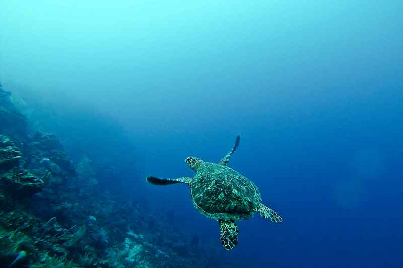 Schildkröte schwimm durch das Meer in Mexiko