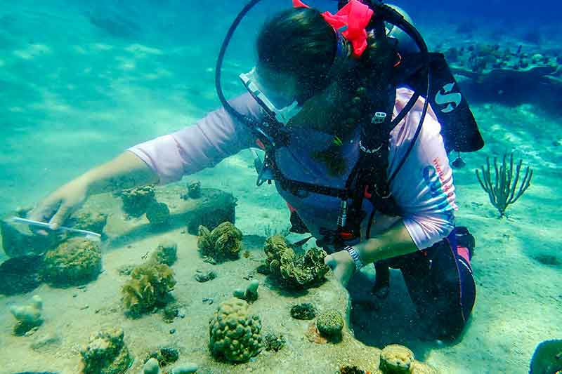 Taucherin untersucht Korallenriff in Cozumel Mexiko
