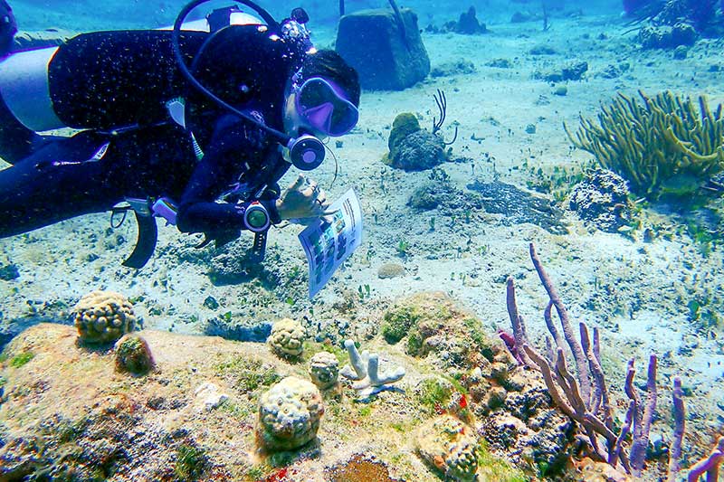 Freiwillige untersucht Korallenriff in Cozumel in Mexiko