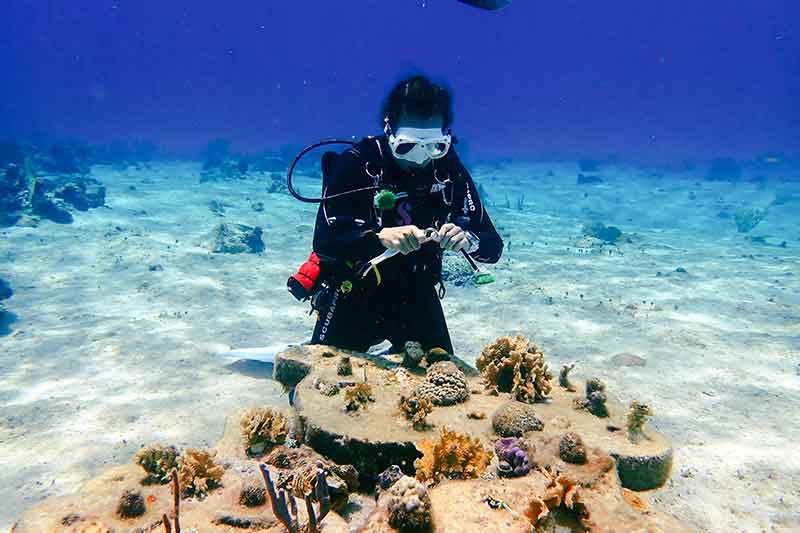 Freiwillige untersucht Korallenriff in Cozumel in Mexiko
