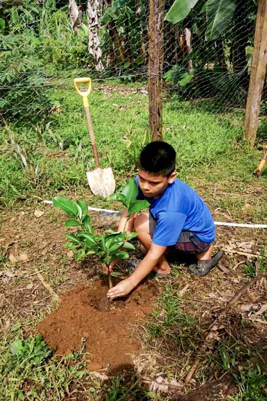 Junge pflanzt kleinen Baum in Erde im Dschungel in Costa Rica