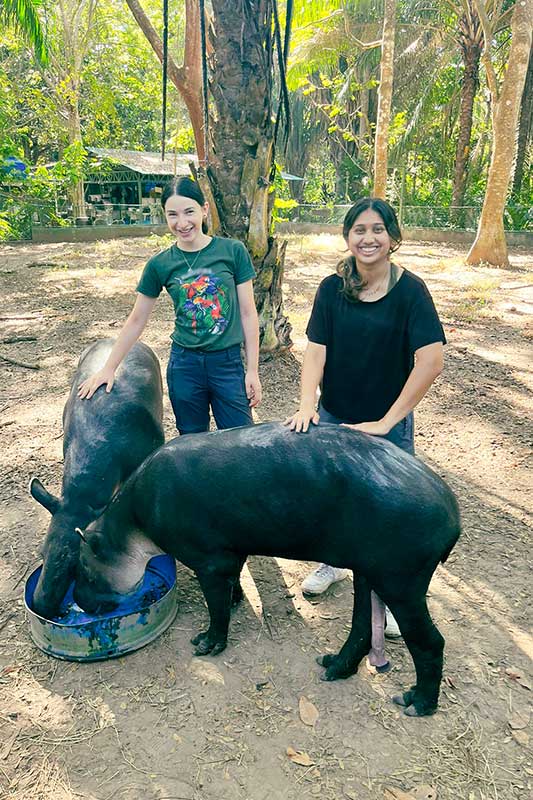 Lena und eine andere Freiwillige streicheln Tapire