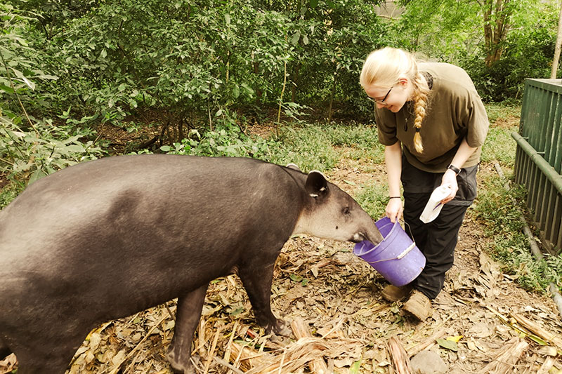 Isabelle füttert Tapir