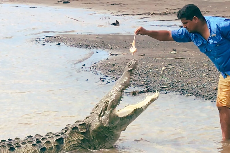 Mann füttert ein Krokodil