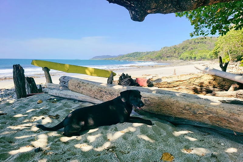 schwarzer Hund liegt am Strand