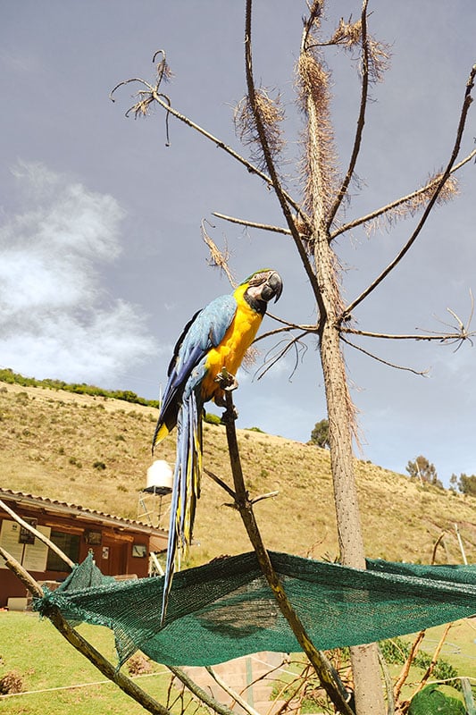 blau gelber Papagei