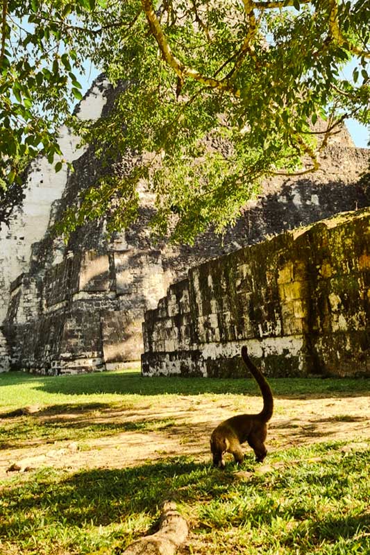 Nasenbär vor Maya Ruinen