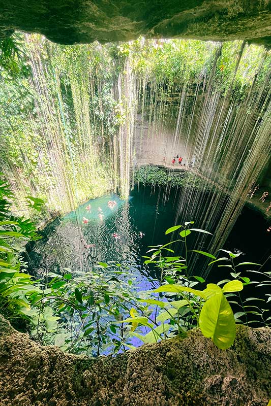 Wasserloch in Mexiko mit ins Wasser hängenden Lianen