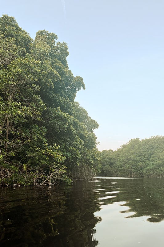 Mangrovenwald mit Fluss