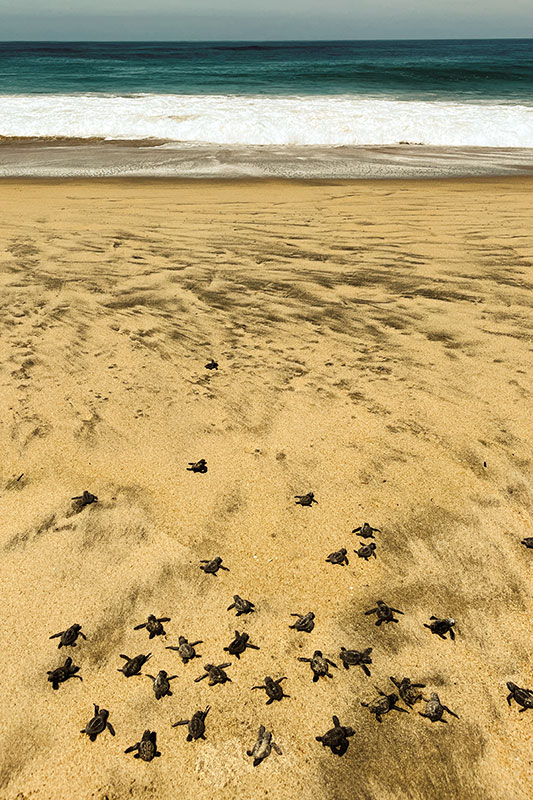 Babyschildkröte am Strand