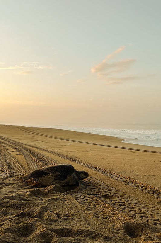 Langer Sandstrand mit Schildkröte