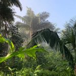 grüner Regenwald in Peru