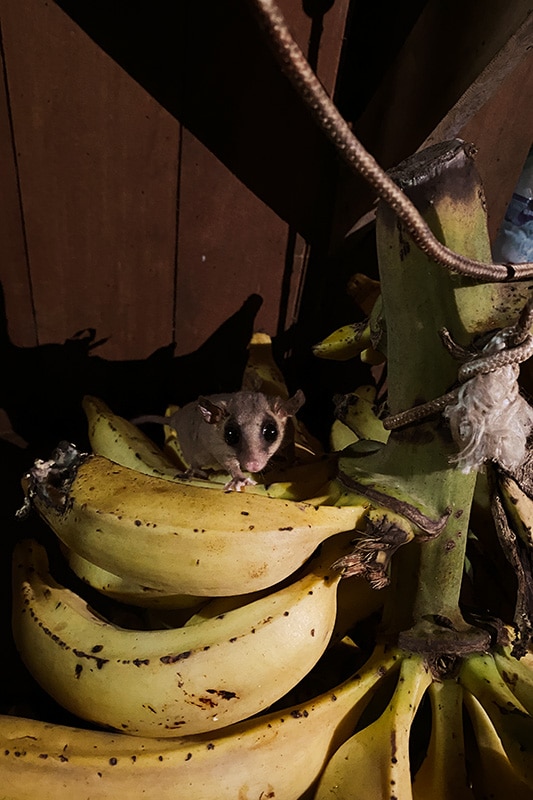 Bananenpflanze mit Maus