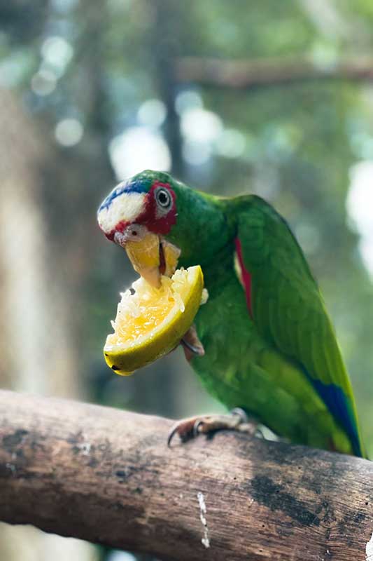 grüner Papagei mit Orange im Schnabel