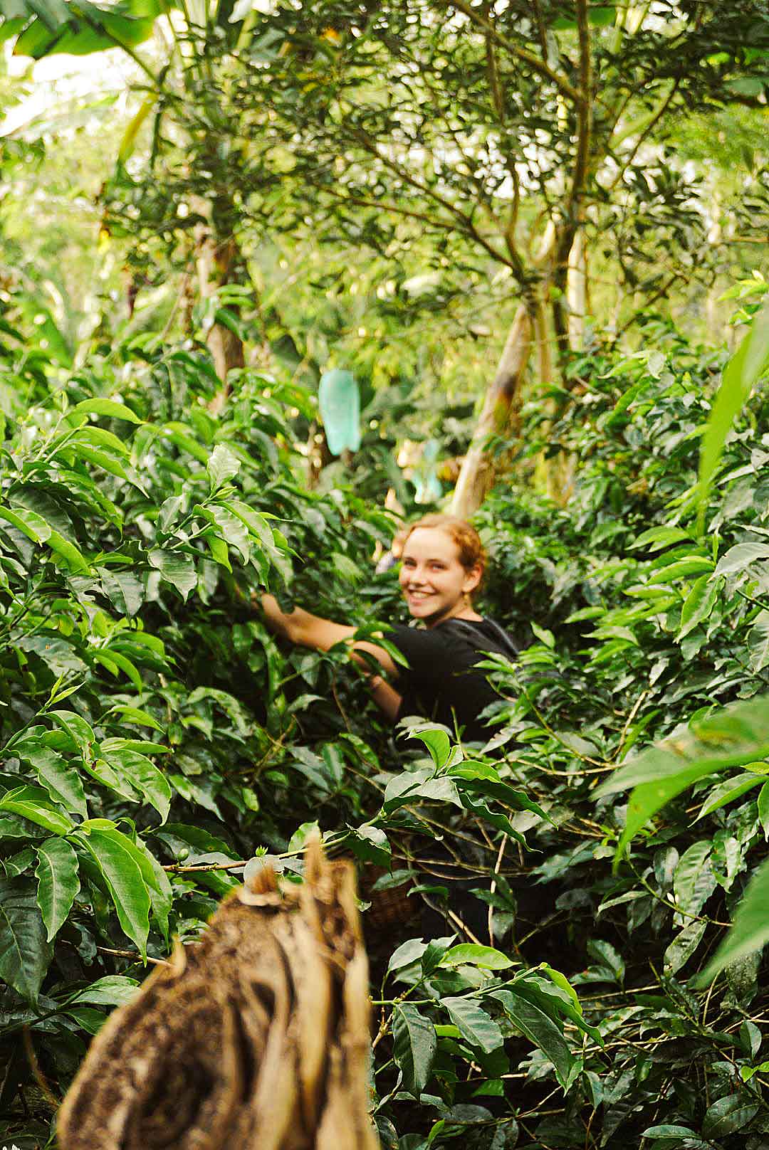 Emily in mitten von Kaffeeplanzen