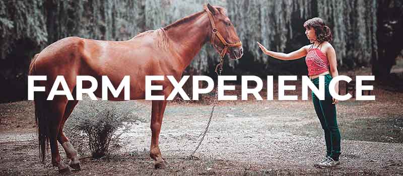 Schriftzug: Farm Experience Freiwillige streichelt Pferd