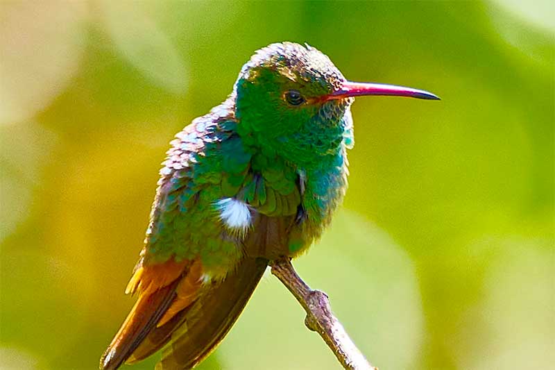 Kolibri bunter Vogel auf der Farm in Costa Rica