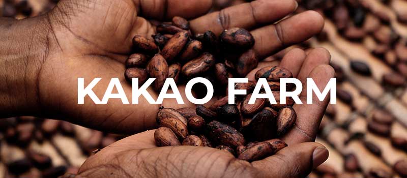 Schriftzug: kakao farm Hände halte Kaffebohnen