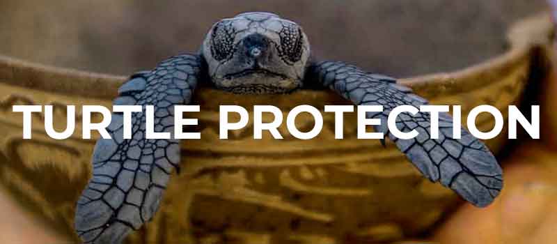 Writing: Turtle protection close up turtle