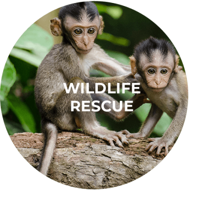 Button für das Wildlife Rescue Programm