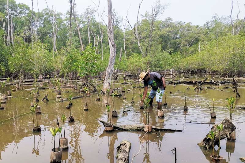 Einheimischer pflanzt Mangroven im Fluss in Guatemala