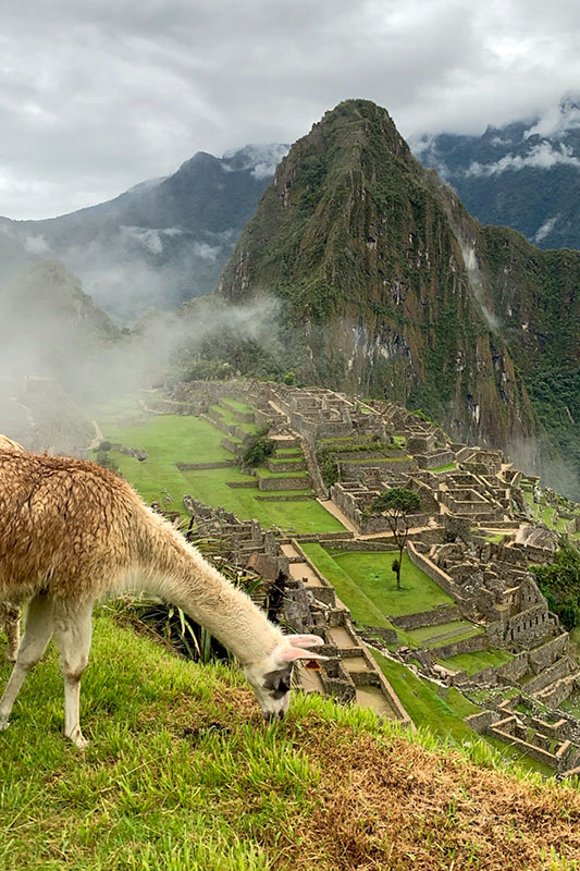 Alpaka vor dem Machu Picchu
