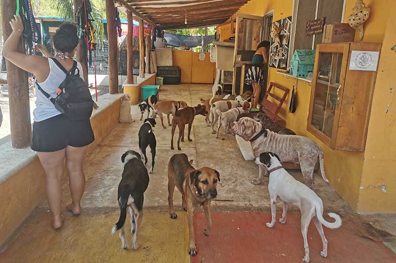 Animal Shelter in Mexiko mit verschiedenen Hunden