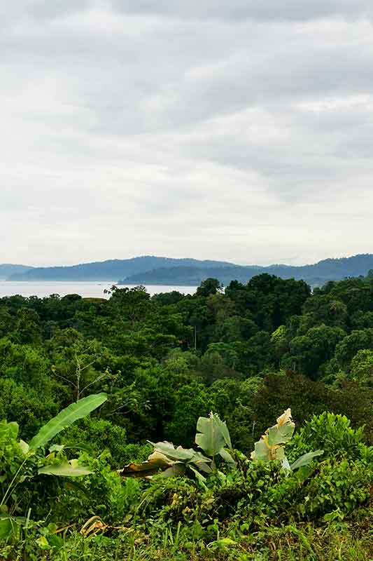 Drohnen Aufnahme vom Dschungel in Costa Rica mit Meer und Bergen im Hintergrund