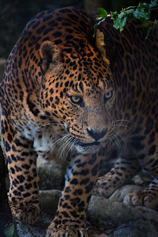 Close up of jaguar in Guatemala