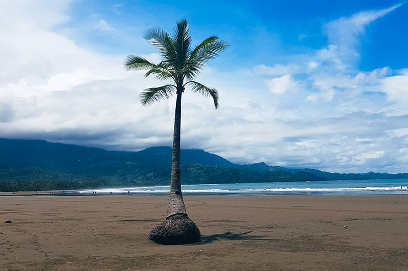 einzelne Palme am Strand