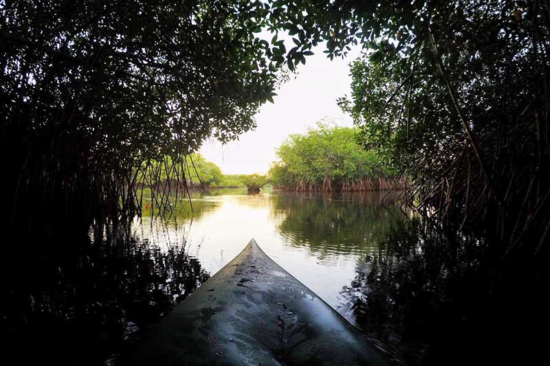 Boat steers through mangroves on the river in Guatemala