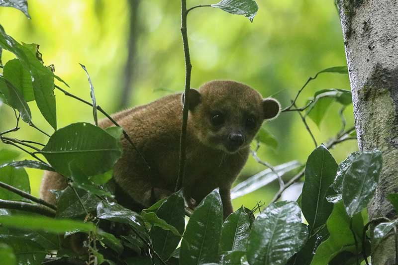 exotic animal sitting on branch in Guatemala