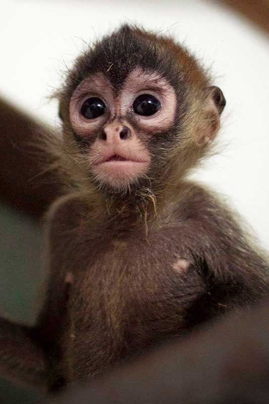 kleiner Affe guckt mit großen Augen in die Kamera