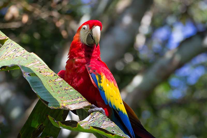colorful parrot sitting on branch in Guatemala