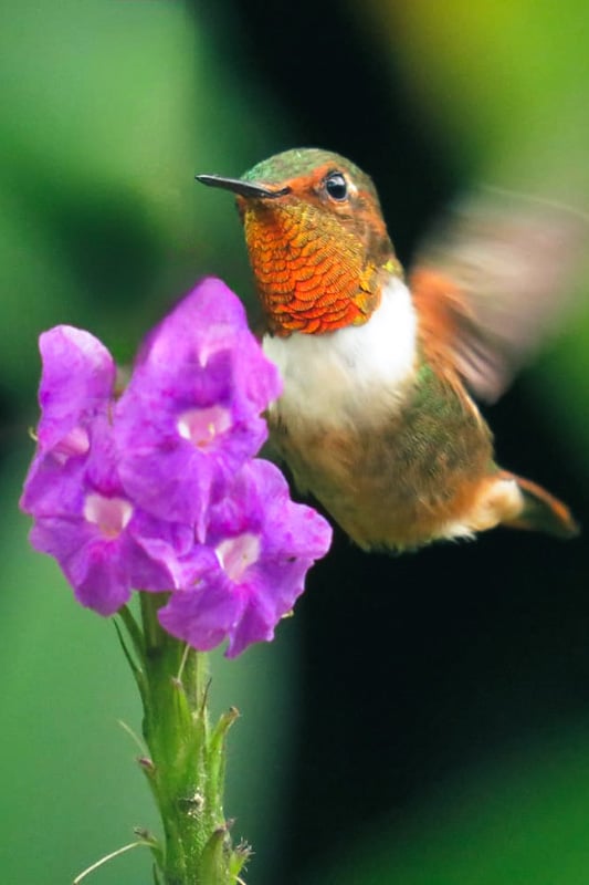 bunter fliegender Kolibri vor bunter Blume