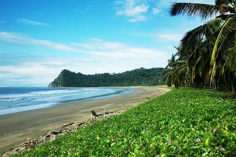 deserted beach with palm trees in Samara Costa Rica