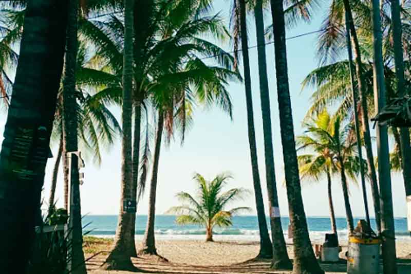 Palmen am Strandabteil bei der Sprachschule in Samara in Costa Rica