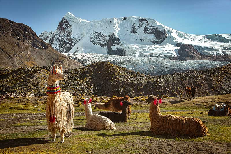 Lamas vor einem schneebedeckten Berg