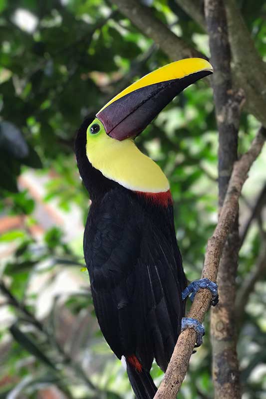 colorful toucan sitting on branch in Guatemala