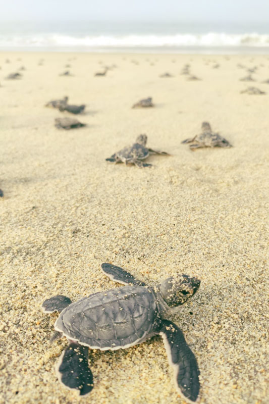 Baby Schildkröten am Sandstrand auf dem Weg zum Meer in Mexiko