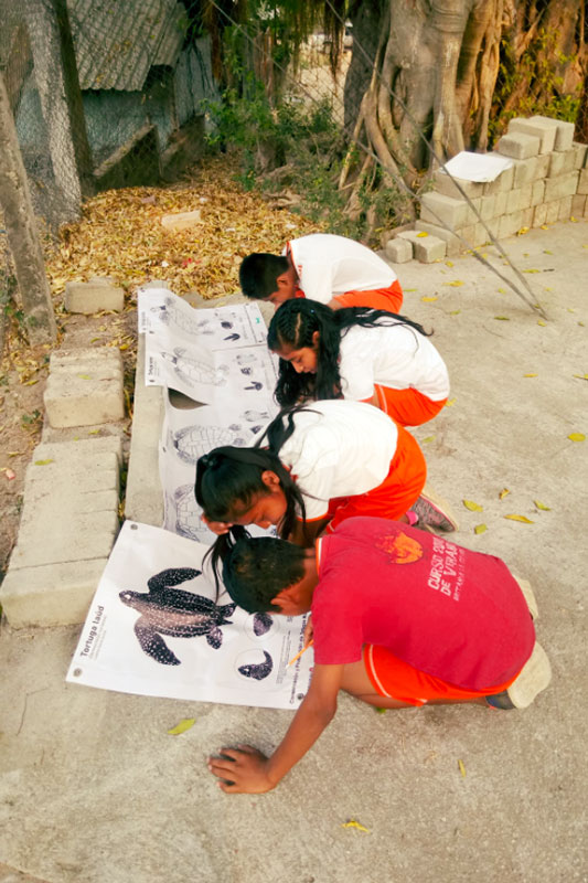 Kinder lernen Anatomie von Schildkröten in Mexiko