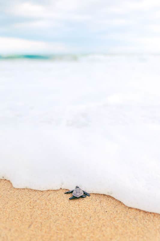 Baby Schildkröten erreich das Meer und wird von der Welle erfasst in Mexiko