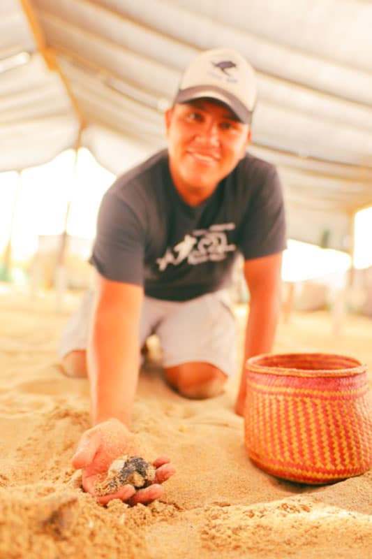 Freiwilliger hilft Baby Schildkröte am Sandstrand in Mexiko