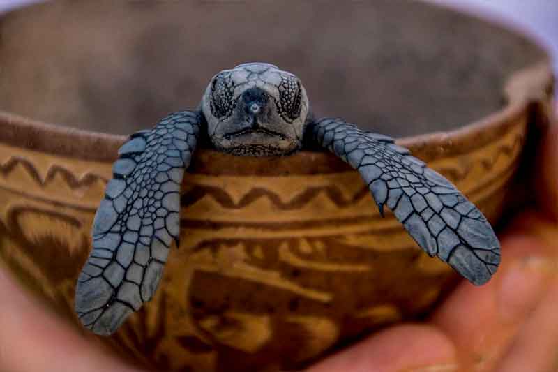 Baby turtle in shell in Mexico