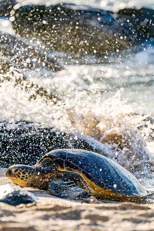große Schildkröte sonnt sich am Strand und wird von der Welle nass gemacht in Mexiko