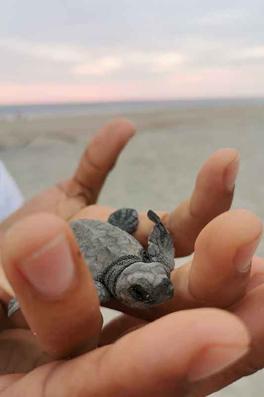 Baby Schildkröte in Hand in Mexiko