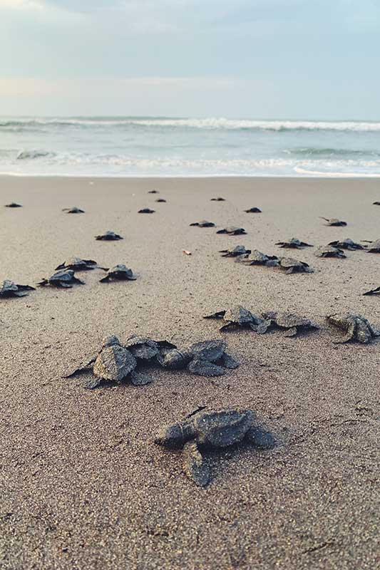 hundreds of baby turtles on sandy beach in Guatemala