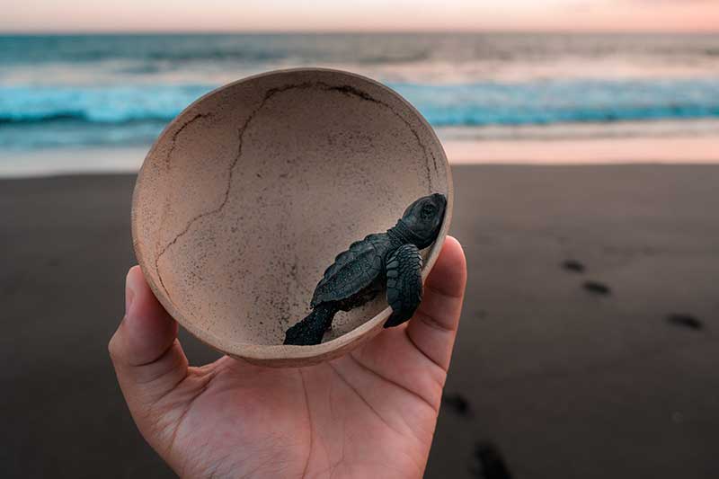 Baby turtle in small shell on sandy beach in Guatemala